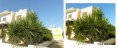 /album/poze-editate/palmier-inflorit-before-after-jpg/